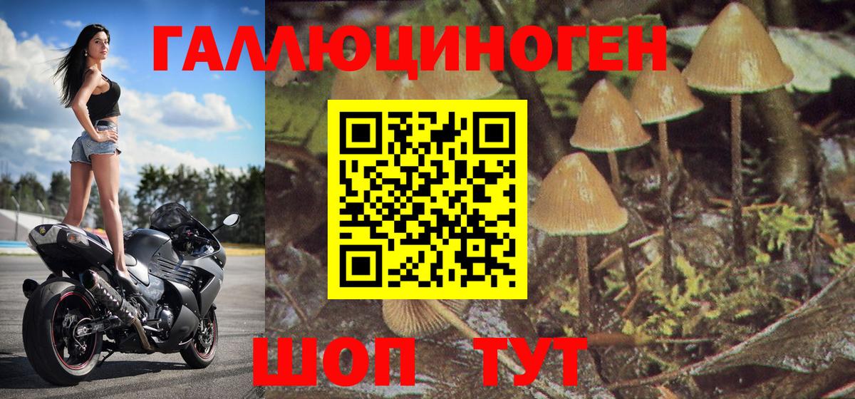 Галлюциногенные грибы MAGIC MUSHROOMS  Михайловка  где купить наркоту  Псилоцибиновые грибы прущие грибы 
